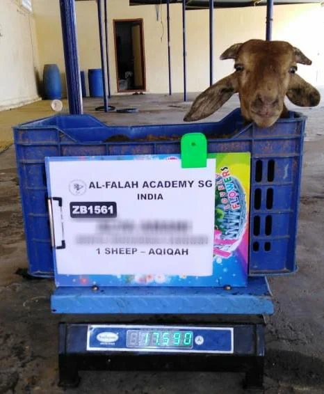 Aqiqah Indonesia (Zabah Barakah) - Image 9