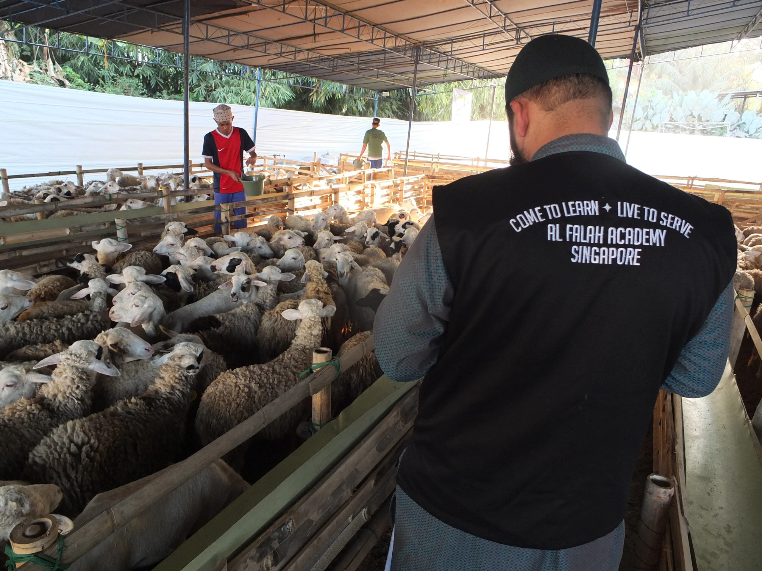 3.1 Nazar Sheep (Indonesia) - Image 2