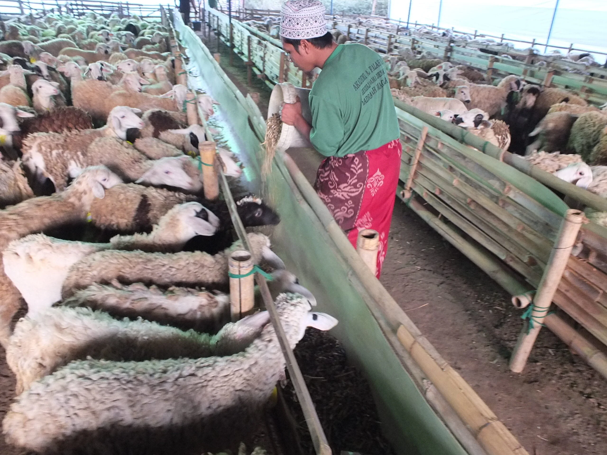 3.1 Nazar Sheep (Indonesia) - Image 3