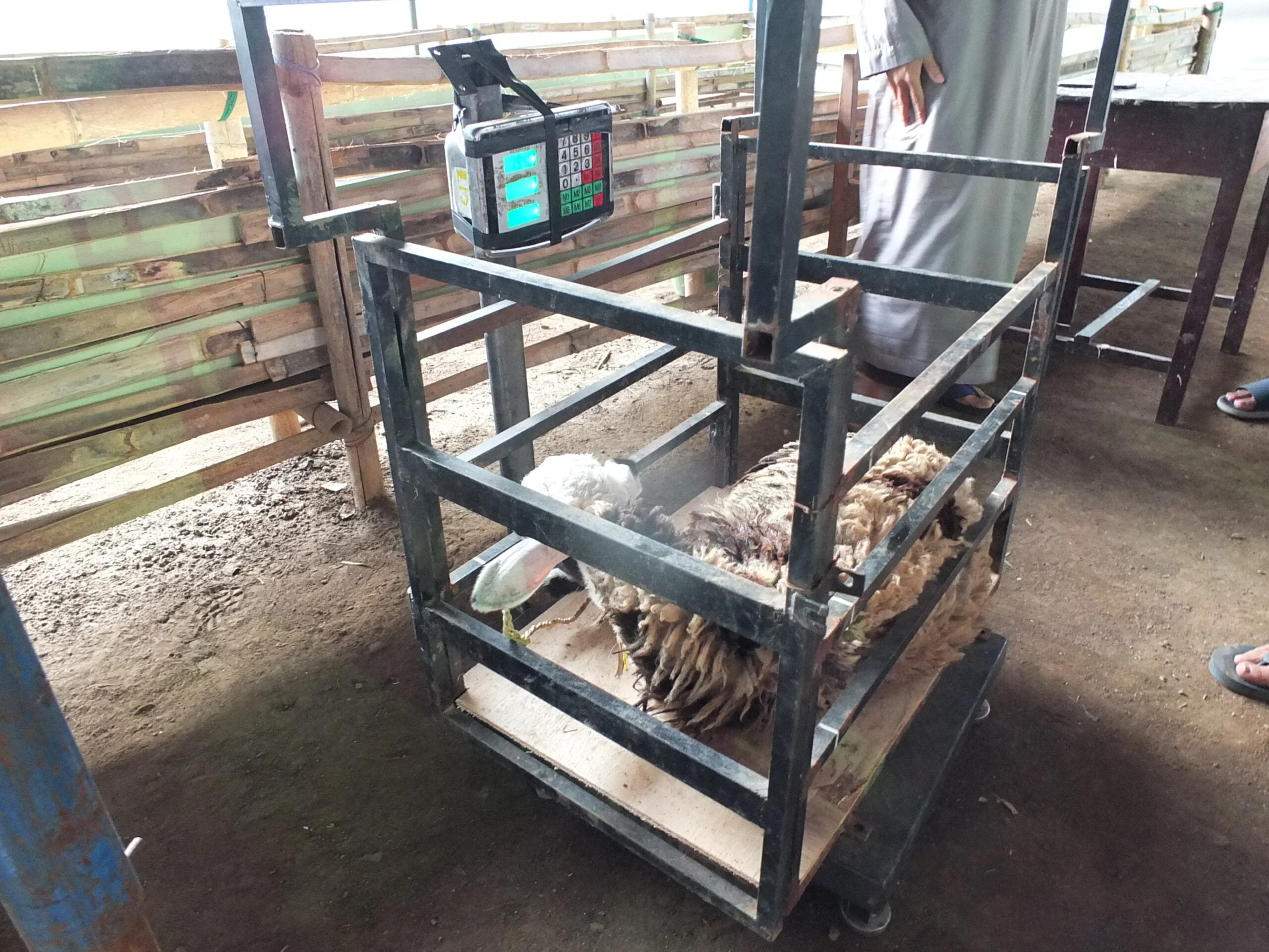 3.1 Nazar Sheep (Indonesia) - Image 4