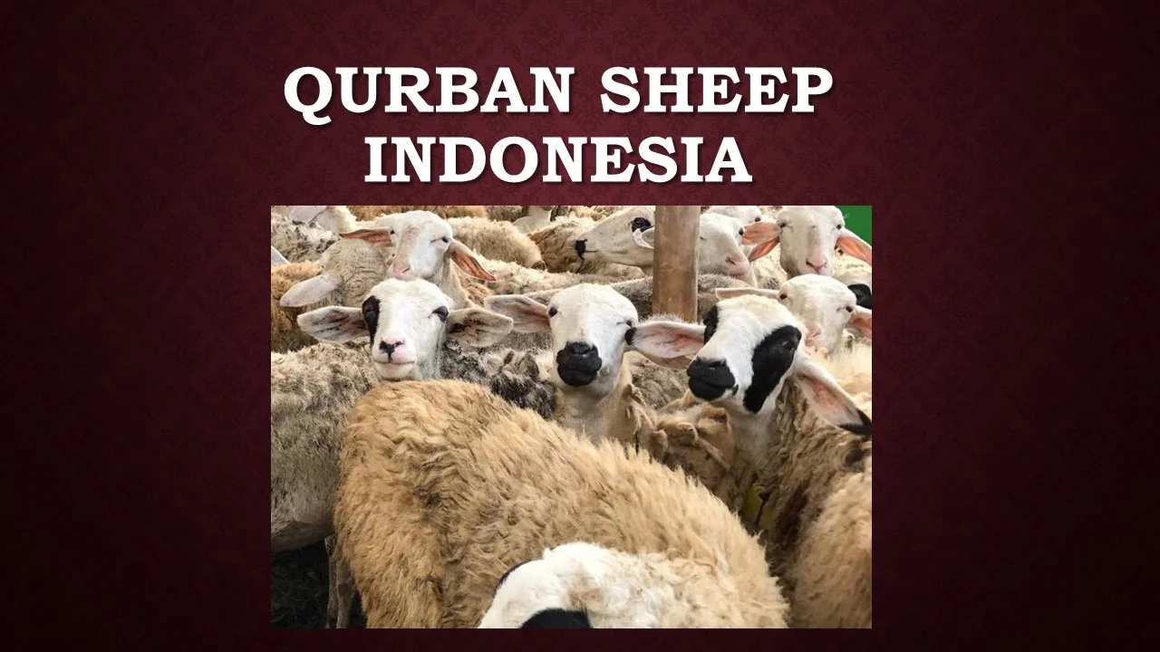 1.1 Qurban Sheep (Indonesia)