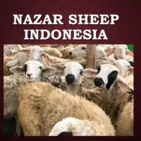 3.1 Nazar Sheep (Indonesia)