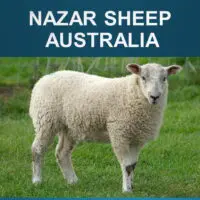 3.3 Nazar Sheep (Australia)