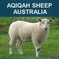 2.3 Aqiqah Sheep (Australia)