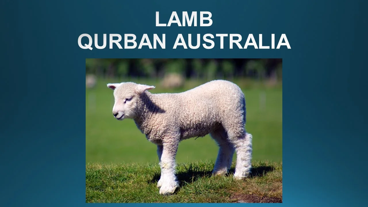 1.2 Qurban Lamb (Australia)