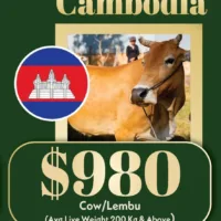 1.5 Qurban Cow (Cambodia)